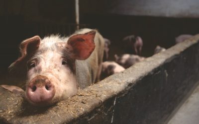 Jak uzyskać najlepsze rezultaty hodowlane w trzodzie?