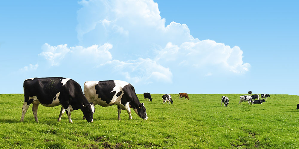 produkty dla bydła biofeed