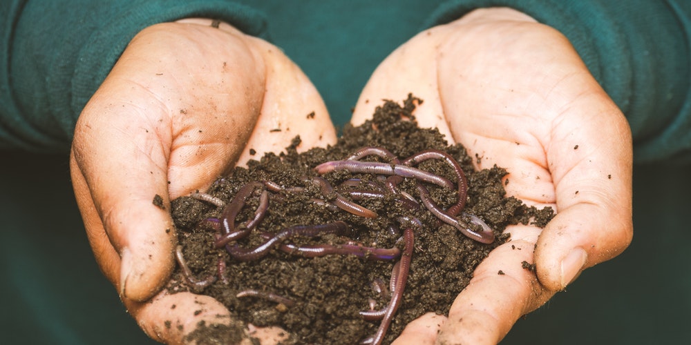 produkty dla dżdżownic biofeed