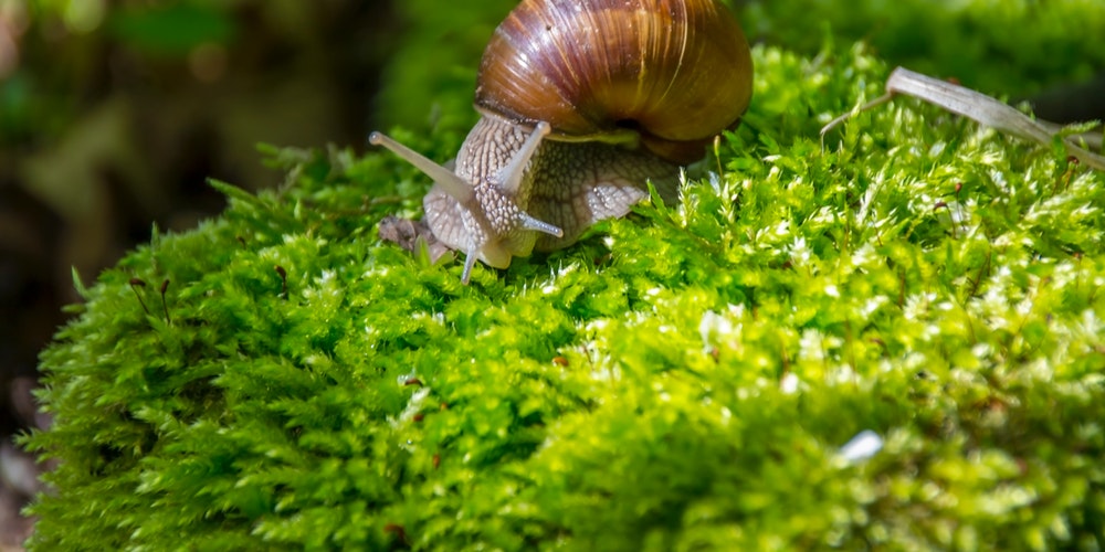 produkty dla ślimaków biofeed