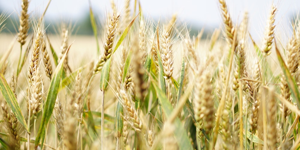 skup surowców biofeed